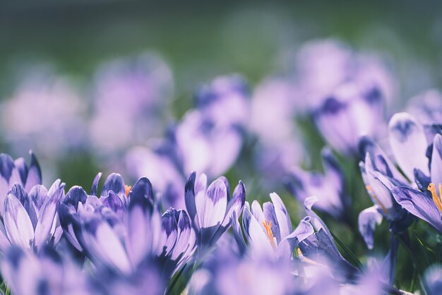 Flores de azafrán de primavera