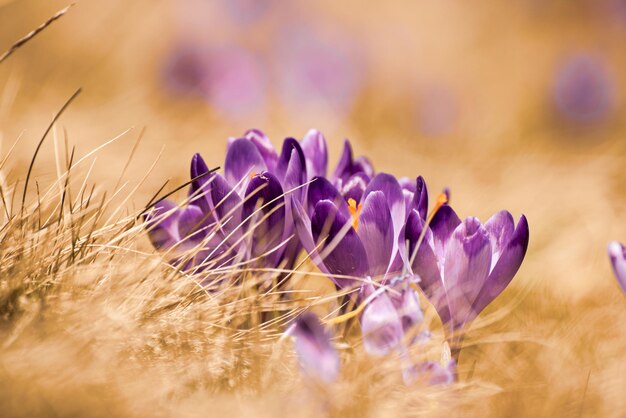 Flores de azafrán de primavera