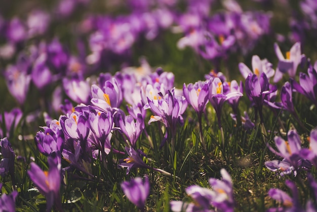 Flores de azafrán de primavera