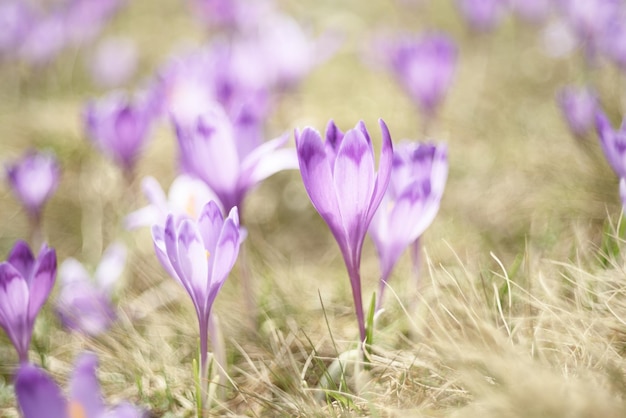 Flores de azafrán de primavera