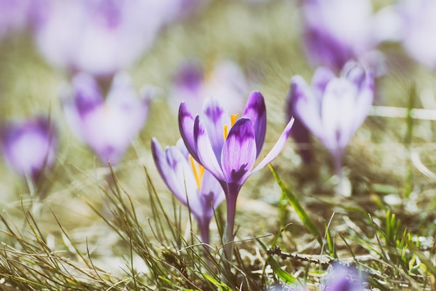 Flores de azafrán de primavera