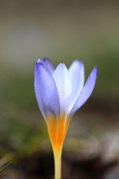 Flores de azafrán en primavera