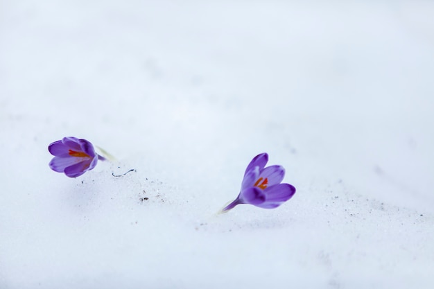 Flores de azafrán en los primeros días de primavera.