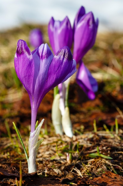 Flores de azafrán púrpura en la colina de la montaña de primavera