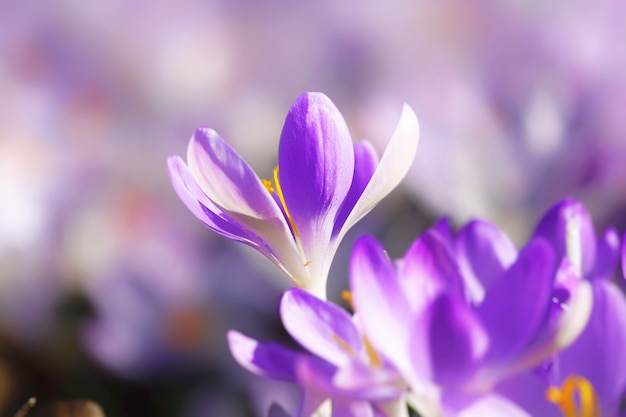 Flores de azafrán púrpura en flor en un enfoque suave en un día soleado de primavera