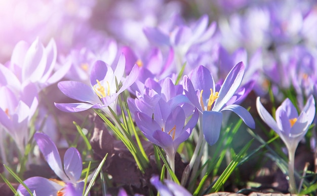 Flores de azafrán púrpura en flor en un enfoque suave en un día soleado de primavera