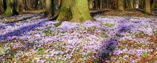 Flores de azafrán púrpura florecientes en un enfoque suave en un día soleado de primavera