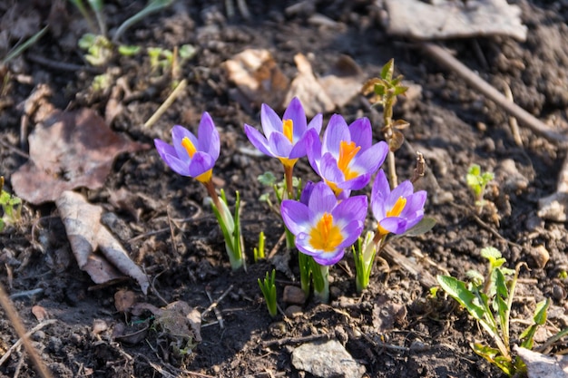 Flores de azafrán púrpura en el jardín en primavera