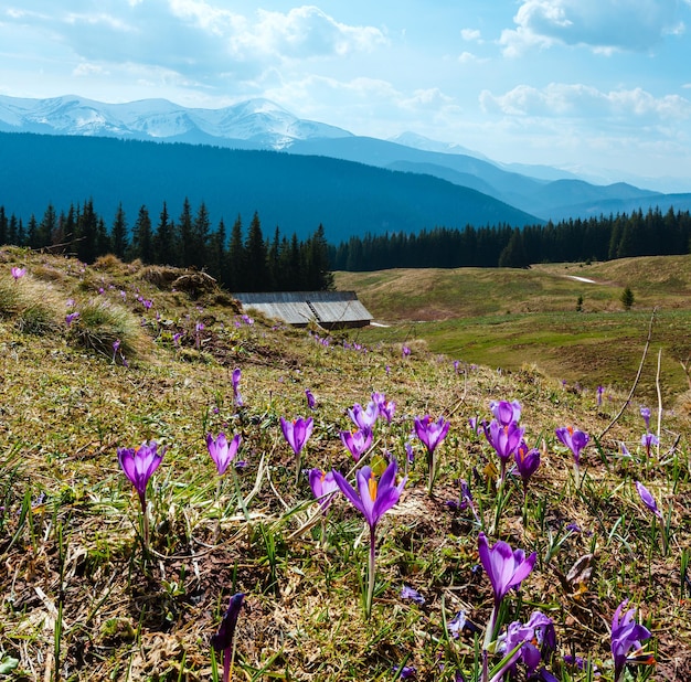 Flores de azafrán púrpura en la montaña de primavera