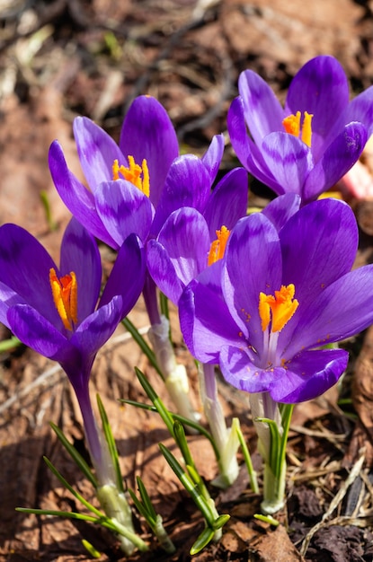 Flores de azafrán púrpura en la montaña de primavera