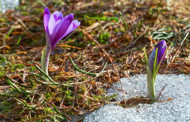 Flores de azafrán púrpura en la montaña de primavera