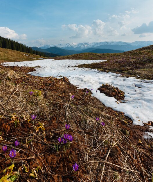 Flores de azafrán púrpura en la montaña de primavera