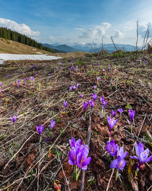 Flores de azafrán púrpura en la montaña de primavera
