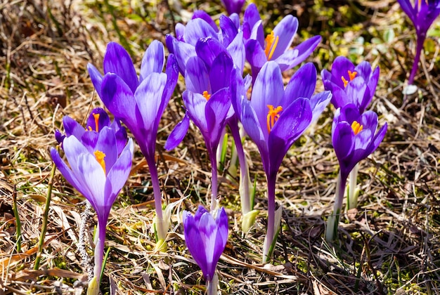 Flores de azafrán púrpura en la montaña de primavera