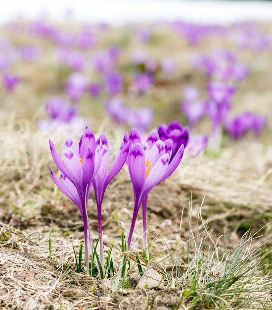 Flores de azafrán púrpura en la montaña de primavera