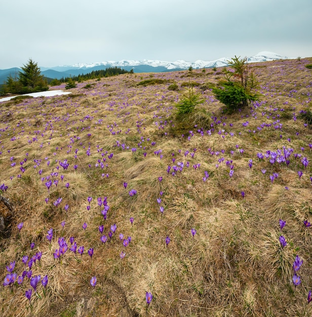 Flores de azafrán púrpura en la montaña de primavera