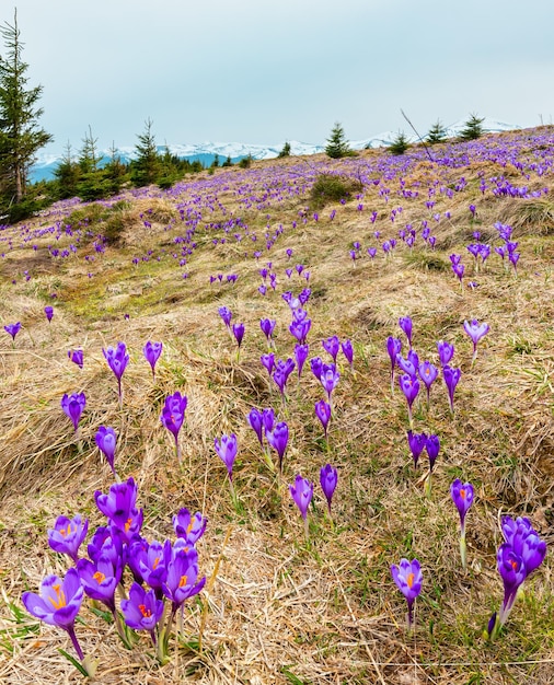 Flores de azafrán púrpura en la montaña de primavera