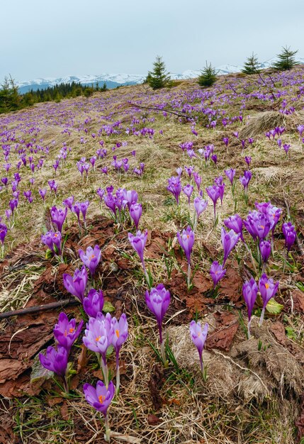 Flores de azafrán púrpura en la montaña de primavera