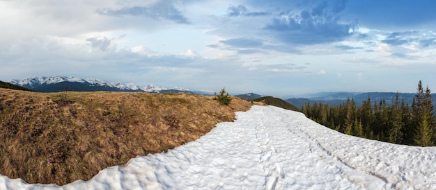 Flores de azafrán púrpura en la montaña de primavera