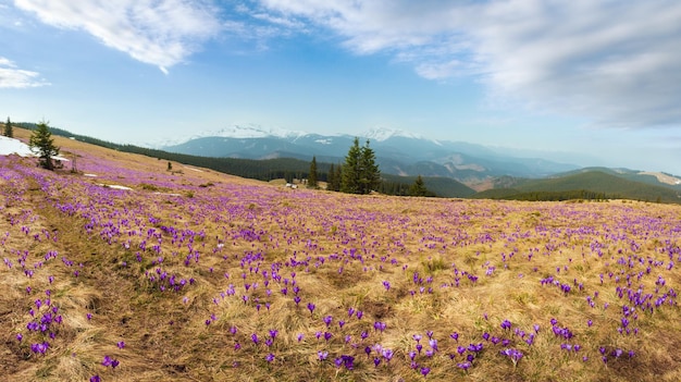 Flores de azafrán púrpura en la montaña de primavera