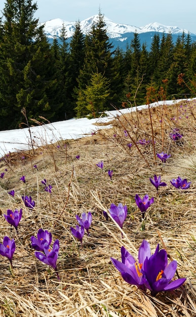 Flores de azafrán púrpura en las montañas de primavera