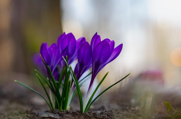 Flores de azafrán púrpura en primavera de cerca