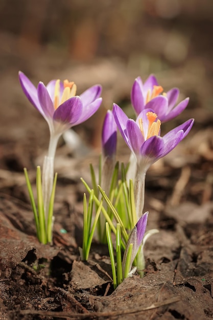 Flores de azafrán púrpura en primavera Photox9 de alta calidad