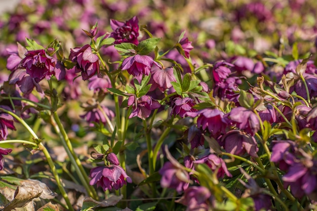 flores de azafrán púrpura en primavera