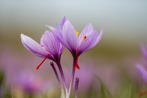 Foto flores de azafrán en el suelo crocus sativus planta de floración púrpura recolección de cosecha de campo