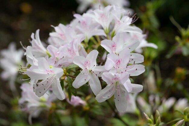 Flores de azalea blanca de cerca en el enfoque selectivo de fondo de flor de primavera de jardín