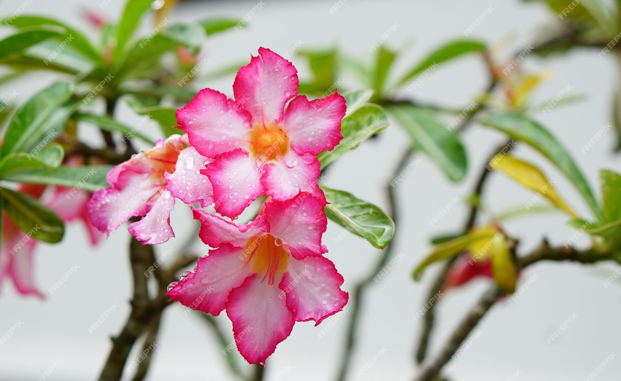 Flores de azalea rosa en el jardín | Foto Premium