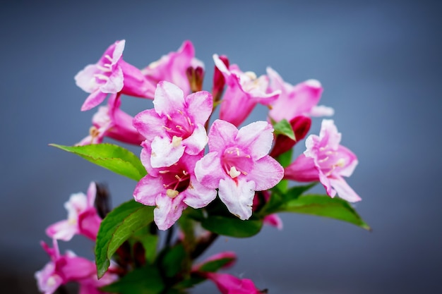 Flores de azaleas sobre un fondo azul. Flores decorativas de primavera y verano_