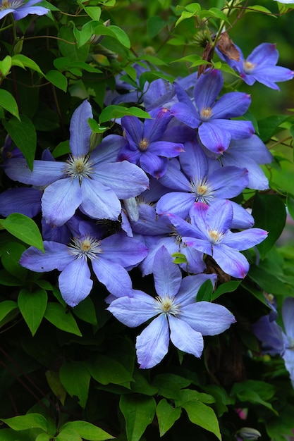 Flores azuis brilhantes com um fundo verde