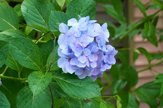 Foto flores azuis com folhas verdes