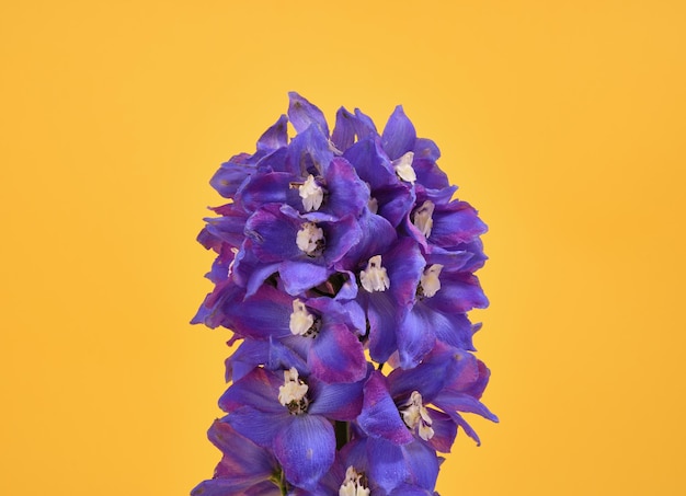 Flores azuis com um cheiro delicioso em um fundo amarelo Jardinagem de primavera