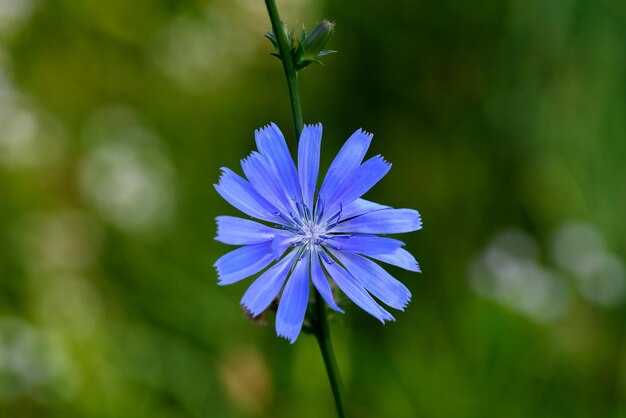 Flores azuis da chicória Chicória comum Cichorium intybus