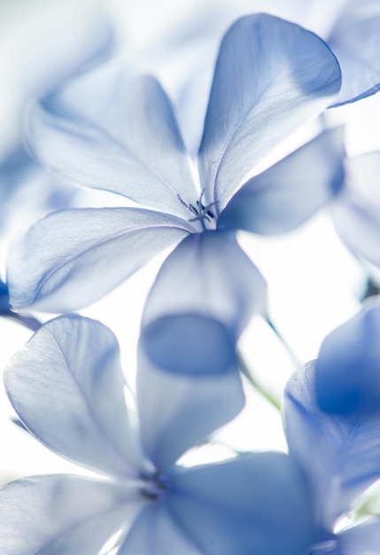 Foto flores azuis da pervinca ideais para fundos e texturas