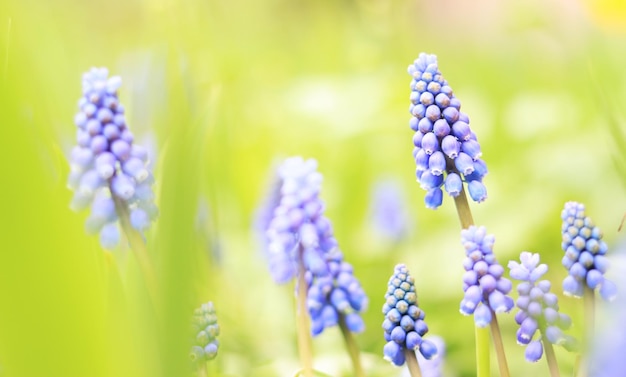 Flores azuis da primavera de perto A natureza está nos detalhes Flores na primavera em tempo ensolarado