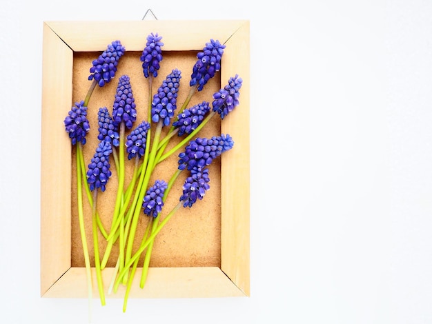 Flores azuis da primavera em um fundo branco Muscari armeniacum Cartão postal brilhante parabéns Copiar espaço natureza morta postura plana Jacinto de uva armênio Moldura para fotos feita de papelão e madeira