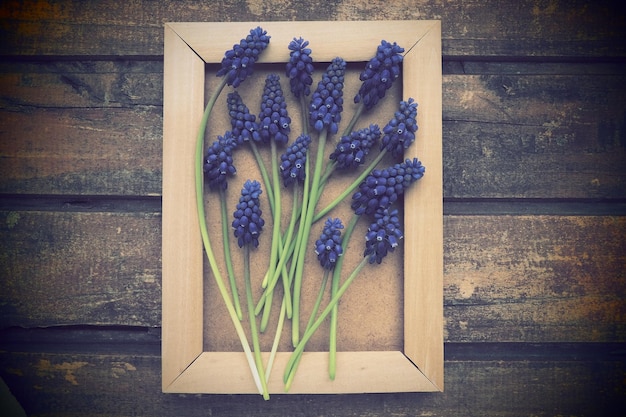 Flores azuis da primavera em uma moldura de madeira Muscari armeniacum em um fundo de madeira Cartão postal brilhante parabéns Copiar espaço natureza morta postura plana Estilo vintage retrô Jacinto de uva armênio