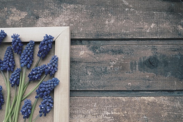 Flores azuis da primavera em uma moldura de madeira Muscari armeniacum em um fundo de madeira Cartão postal brilhante parabéns Copiar espaço natureza morta postura plana Estilo vintage retrô Jacinto de uva armênio