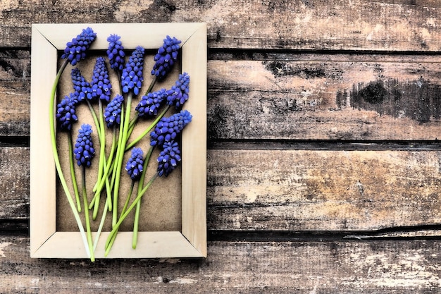 Flores azuis da primavera em uma moldura de madeira Muscari armeniacum em um fundo de madeira