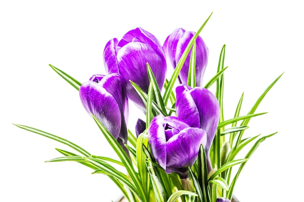 Flores azuis de açafrão em um fundo branco no estúdio