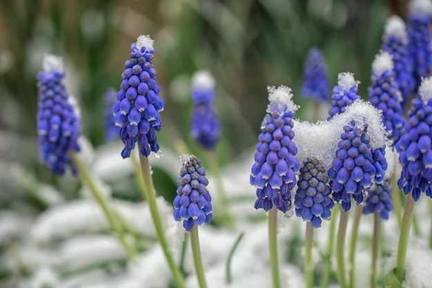 Flores azuis de Muscari fecham Um grupo de jacinto de uva florescendo na primavera com foco seletivo