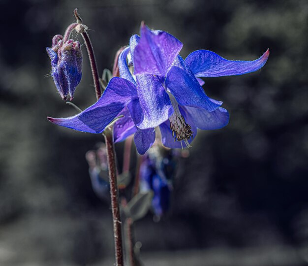 Flores azuis de perto