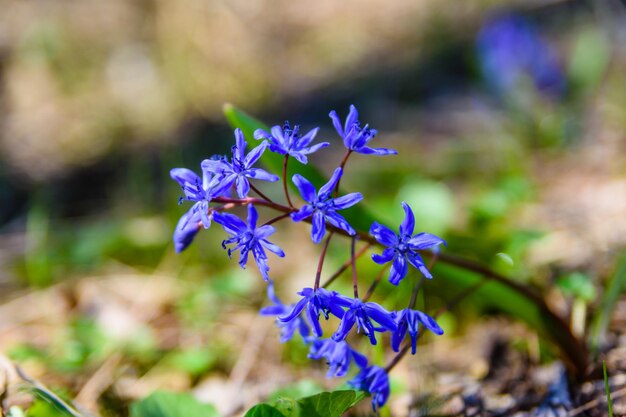 Flores azuis de scilla na floresta na primavera