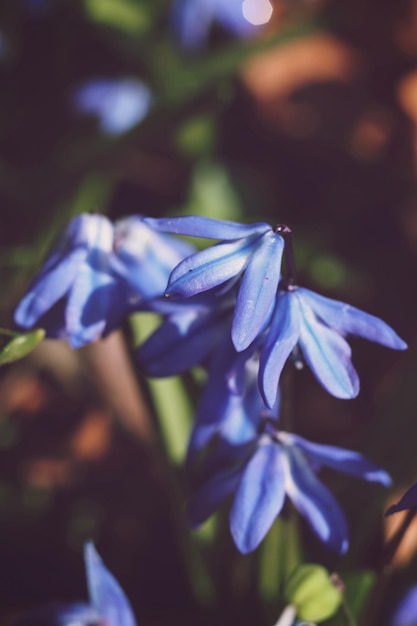 Flores azuis de Scilla siberica no início da primavera de perto