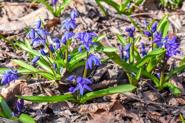 Flores azuis de um snowdropScilla na floresta de primavera