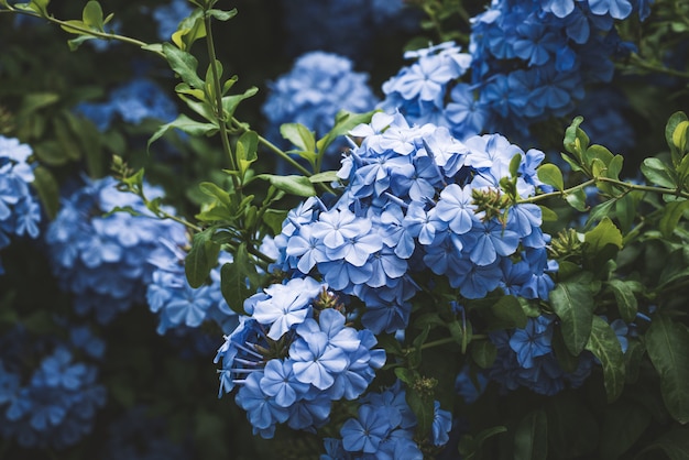 Flores azuis do cabo leadwort