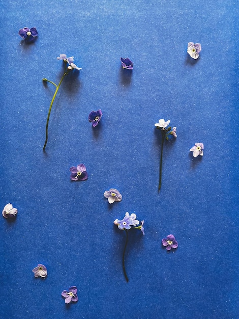 Flores azuis em papel de parede floral padrão de papel azul Creative Forget me nots pétalas flat lay